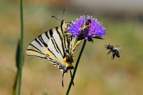 Item #90242850713282573943473333333408540290237184150123135597774242558376247558145 Media