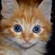 114257031852161480959791948070740244255907818993937776097416846293082845478913