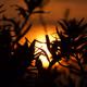 mln_I-N_art_heart-sunsets