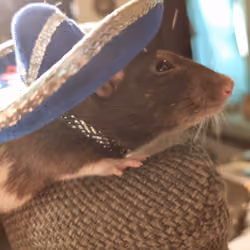 Sombrero Rat
