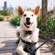Toby the Cow Dog