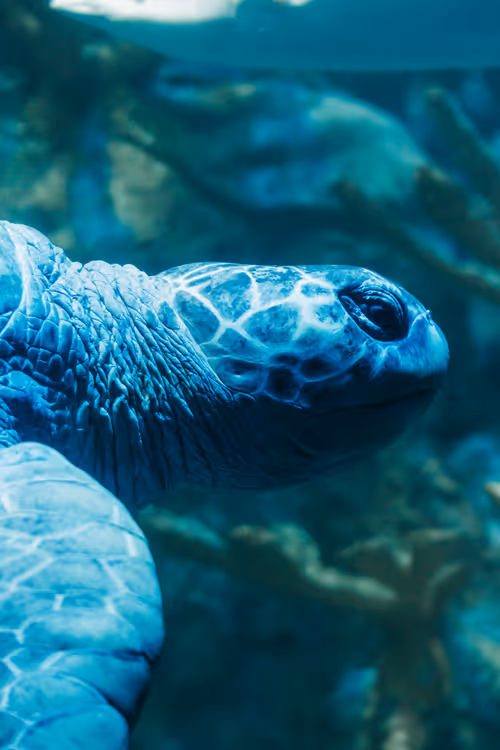 Item #11823596008958279649745844571271956333298936525700857190365538033780882669569 Media