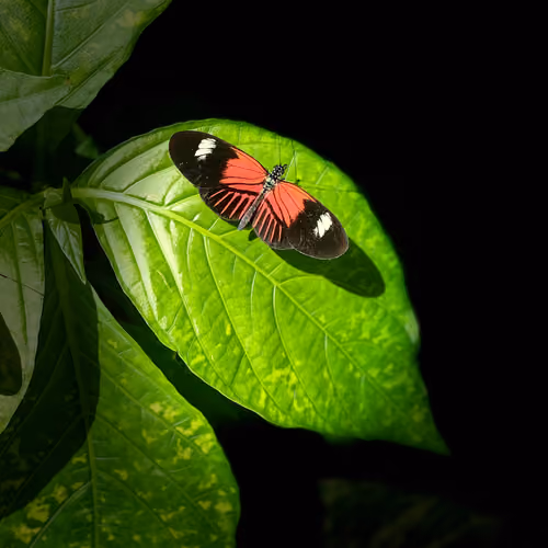 Butterfly at night