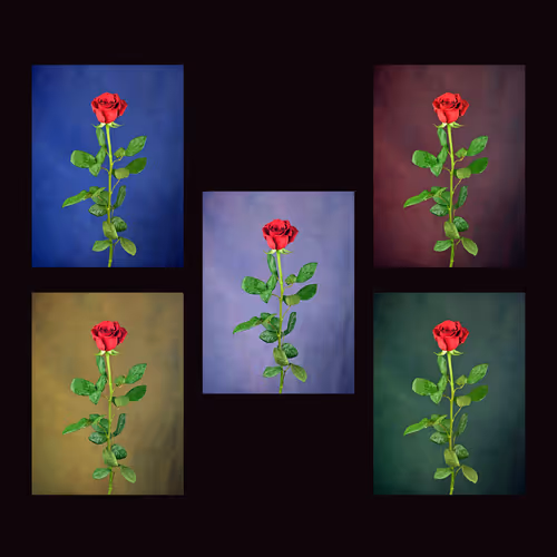 Red Rose.