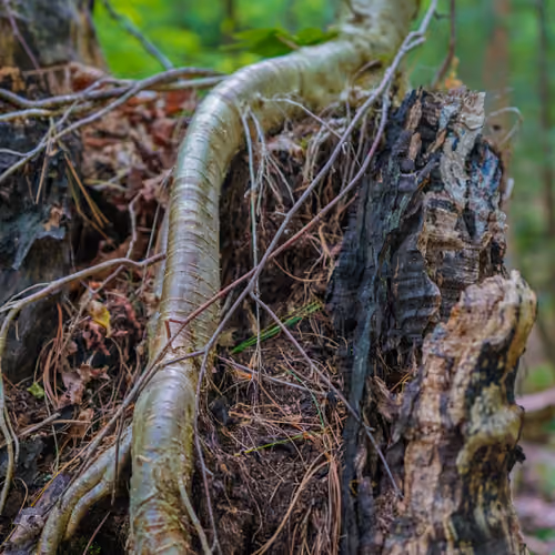 Root