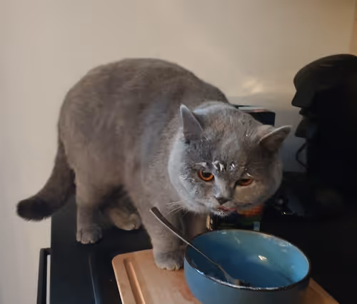 Item #50378249515192140596651097190490243462828899571090436609561503713889284521985 Media