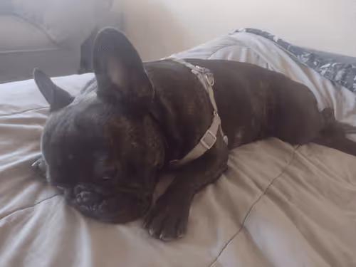 Thefloor7 Collection