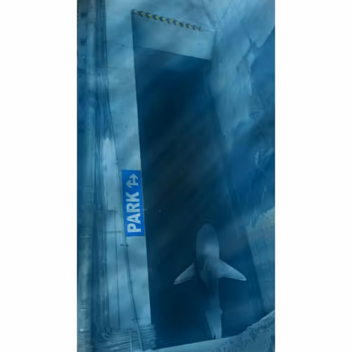 Item #37503155265120248491537740773424975316640286845220759562385614527140064133121 Media