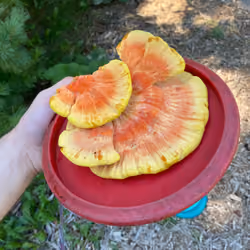 Chicken of the woods mushrooms