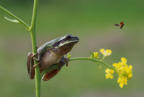 Item #46489417000291226803390193278171395337984998557476228483069898686605650034689 Media