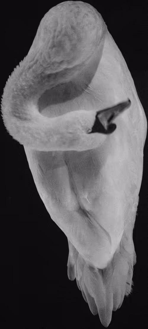 Item #96722404509651341404320943971918278257484839250108932769859130374260833386497 Media