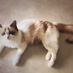 Beautiful Ragdoll