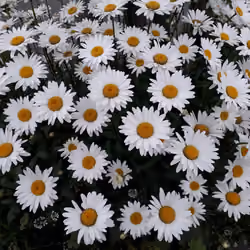 Daisy Flower