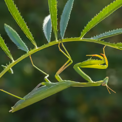 mantis religiosa