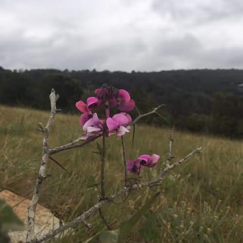 The Wild Pea (Dipogon Lignosus)