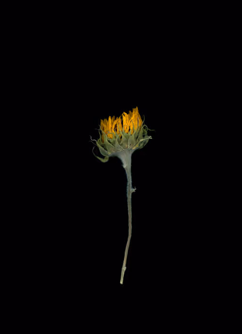 Item #58883327943218482885511625451962166109229848641575055586606686574046741528577 Media