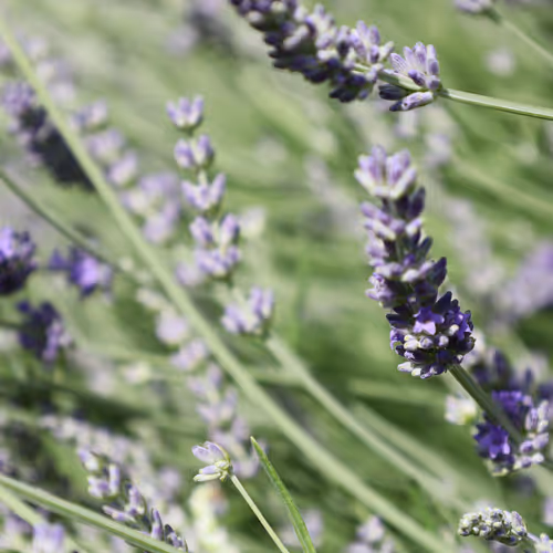 Lavander