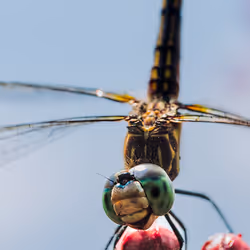 105090597216655980557633683149084672751347825439893935605656298018820841275393