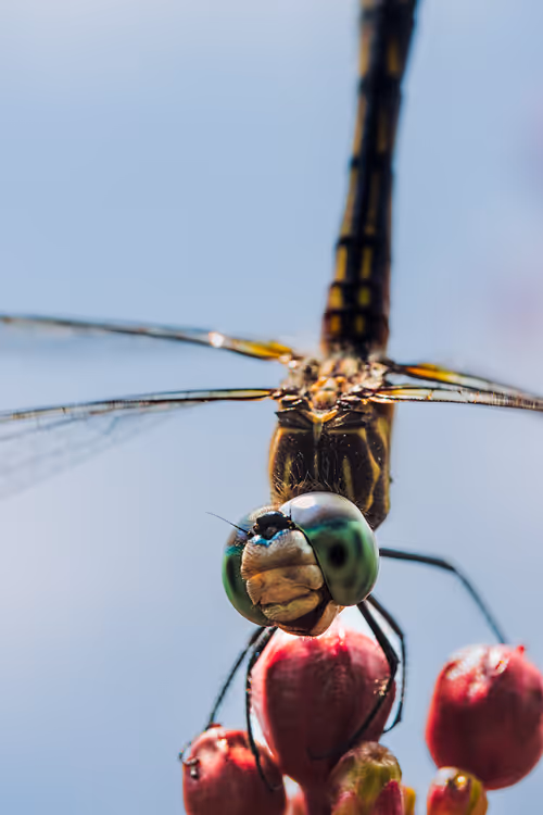 Item #105090597216655980557633683149084672751347825439893935605656298018820841275393 Media