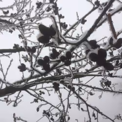 spring