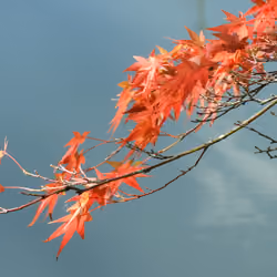 Autumn in Kumobaike