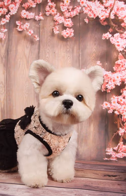 Item #21607923784025543658024067331009769919395041958272689574271021101270180036609 Media