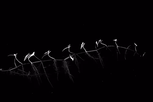 Item #17875095914178032267336007713577940099999905130221707402201075545397664940033 Media