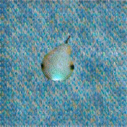 Pear In The Dazed Matrix