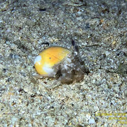 80965803268169370603932631570667161375508893671094224909166964042450039996417