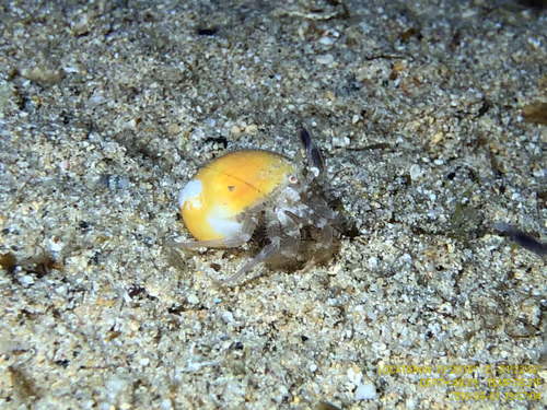 Item #80965803268169370603932631570667161375508893671094224909166964042450039996417 Media