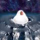 BEBs_Birds