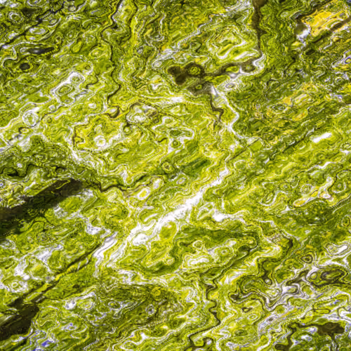 PeunobreNFTs Collection - old