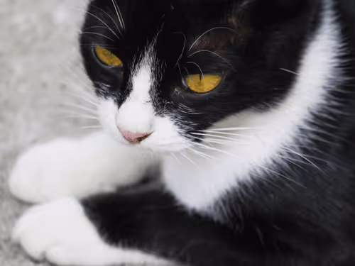 Item #55455677318123595031509472603724202920888355633279889545160944761195475238913 Media