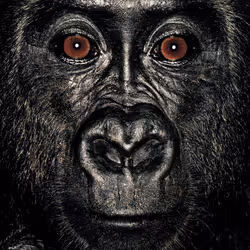 109162157552346088047496633038404394118504199992061596446112929748066687254529