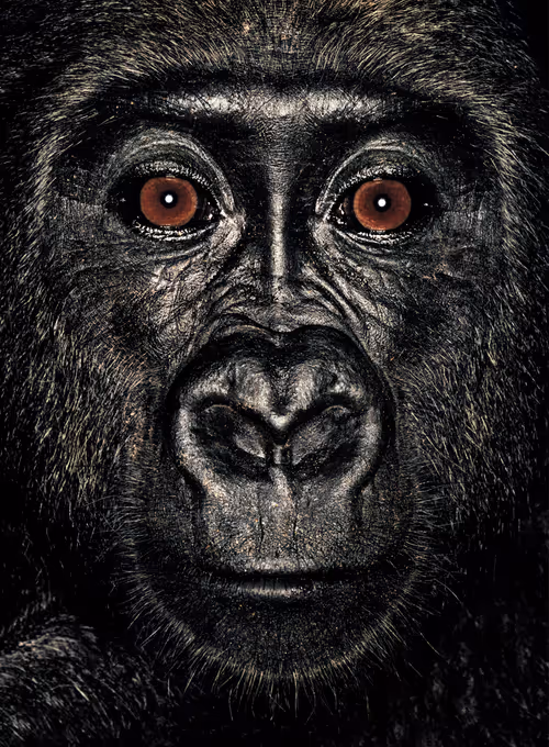 Item #109162157552346088047496633038404394118504199992061596446112929748066687254529 Media