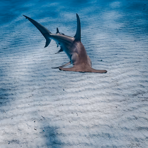 Underwater Explorers Collection