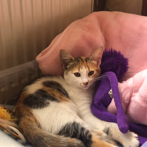 kat