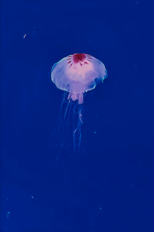 Item #108917387121617766408428157269264029911454936624554205097900006437546843176961 Media