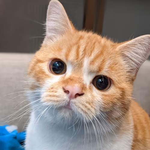 33203169700939978120125531124926444259584146071471982250720743374570077028353