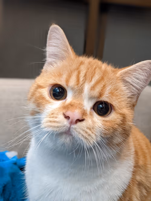 Item #33203169700939978120125531124926444259584146071471982250720743374570077028353 Media