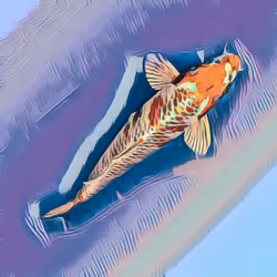 Koi collection #0100