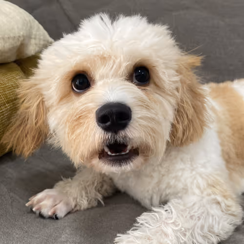 Untitled Collection #153351521