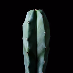 Plants 02