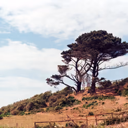 Beach Tree