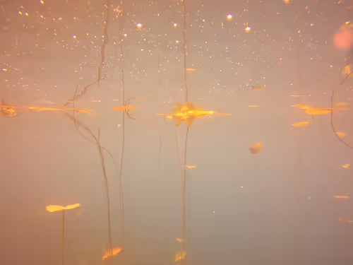 Item #115430421716330114127925714386191036467996783471008022249532804600128350453761 Media