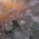 40278163781146387807919824223492945877750948775305722317404597059170374516737