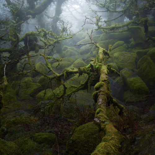 Mysticalwoodland