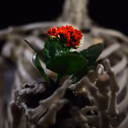 the birth of life