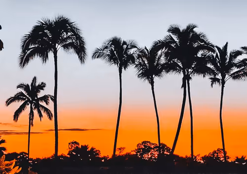 Item #52575804303161794449600573564715429190343404046060487203977302150002157551617 Media