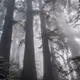 Redwoods Editions